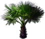 Desert Fan Palm